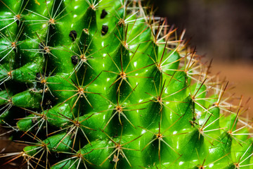 Close up of spiky surface of cactus