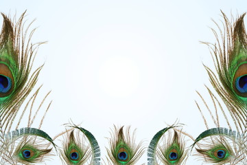 peacock feather in blur background with text copy space