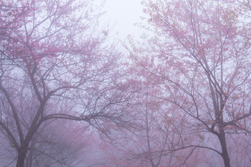 Cherry blossom blooming n Thaland