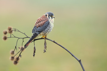 American kestrel (Falco sparverius) is the smallest and most common falcon in North America.