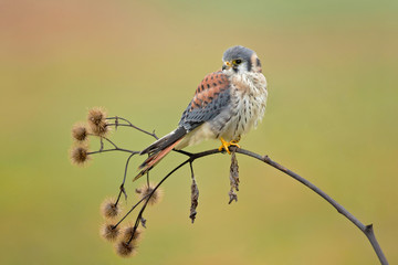 American kestrel (Falco sparverius) is the smallest and most common falcon in North America. - obrazy, fototapety, plakaty