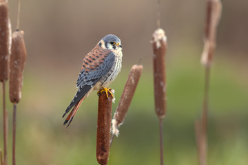 American kestrel (Falco sparverius) is the smallest and most common falcon in North America.