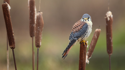 American kestrel (Falco sparverius) is the smallest and most common falcon in North America.