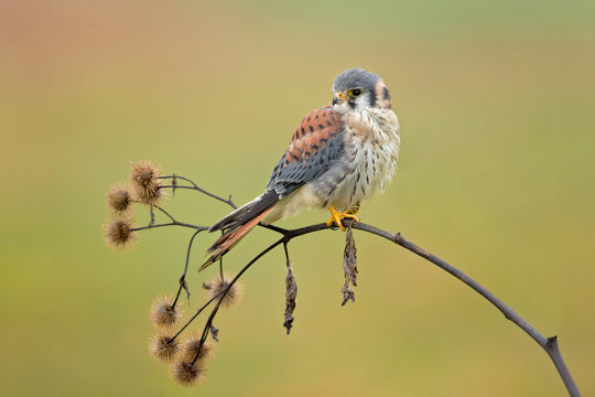 American kestrel (Falco sparverius) is the smallest and most common falcon in North America.