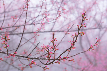 Cherry blossom blooming n Thaland
