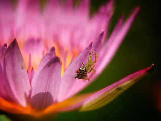Obraz na płótnie Canvas Spider eating insects It can be found on the bloom pink lotus