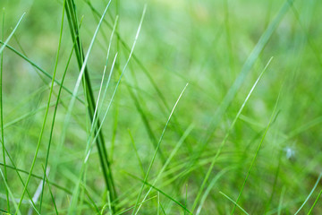 closeup of green grass