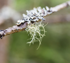 branch of a tree