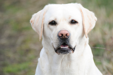 Labrador