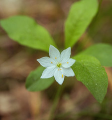 white flower in the garden