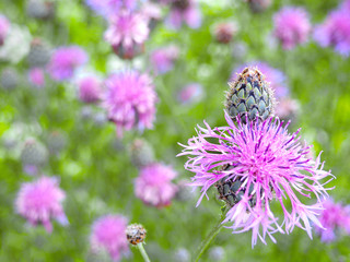 Brown knapweed in the meadow
