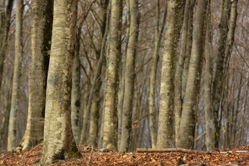 Bosco di faggi in Inverno - particolare dei tronchi