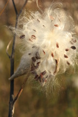 Milkweed plant seed pod opens to release silky fibers in the Fall