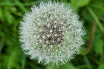 Dmuchawiec © Weronika