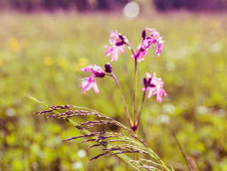 purple flowers in a field