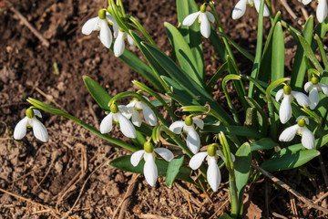Spring time of year. blossom snowdrops.