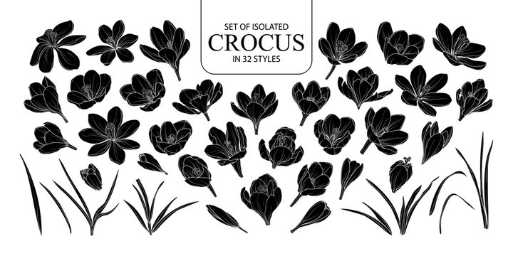 Set of isolated silhouette Crocus in 32 styles.