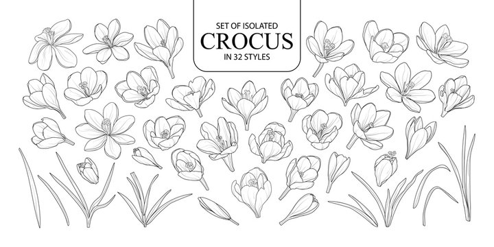 Set of isolated Crocus in 32 styles.