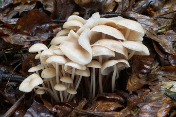 Cluster of beige mushrooms Gymnopus confluens in the beech forest in the leaves. Inedible fungus, natural environment.