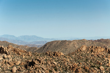 Anza Borrego Desert Flower Bloom