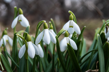 Spring time of year. blossom snowdrops.