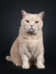Big adult cream British Shorthair cat sitting up facing front. Looking at camera with mesmerizing orange eyes. Isolated on black background. 