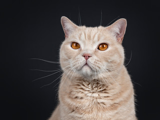 Head shot of big adult cream British Shorthair cat. Looking at camera with mesmerizing orange eyes. Isolated on black background. 