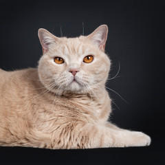 Head shot of big adult cream British Shorthair cat, laying down side ways. Looking at camera with mesmerizing orange eyes. Isolated on black background.