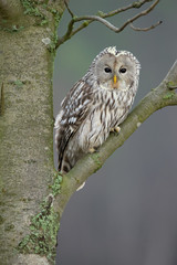 Ural owl (Strix uralensis) is a medium-sized nocturnal owl of the genus Strix, with up to 15 subspecies found in Europe and northern Asia. 