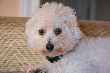 White Bichon Frise Dog