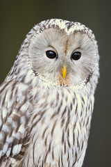 Ural owl (Strix uralensis) is a medium-sized nocturnal owl of the genus Strix, with up to 15 subspecies found in Europe and northern Asia. 