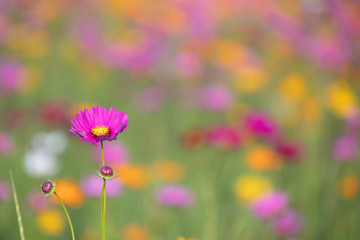 Pink and yellow cosmos flower field background.Beautiful cosmos flower natural garden in countryside.Flower field in summer concept.