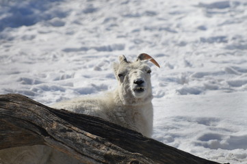 Fototapeta premium Dall sheep in the snow