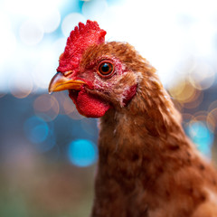 Gallo
