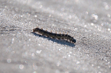 Anza Borrego Desert Flower Bloom