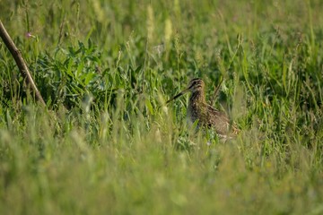 The common snipe (Gallinago gallinago)between grass.