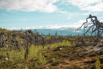 Obraz premium vineyard in autumn