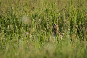 The common snipe (Gallinago gallinago)between grass.