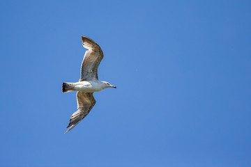 A Black headed Gull (Chroicocephalus ridibundus) on flying isolated on blue sky background.