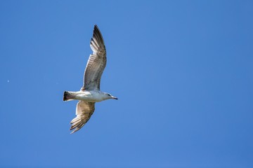 A Black headed Gull (Chroicocephalus ridibundus) on flying isolated on blue sky background.