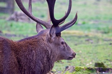 Deer looking out in to the distance