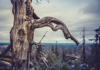 tree with roots