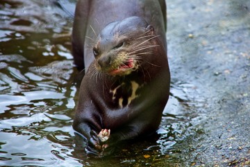 Giant otter eating fish