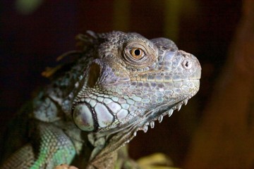 green iguana on a branch