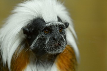 Cotton top tamarin monkey portrait