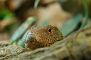 Lizard poking its head over a branch