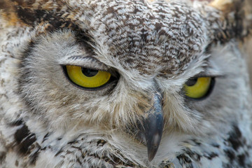 Owl close up look at camera