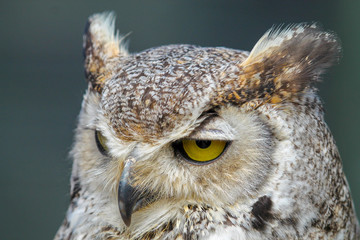 Owl looking unimpressed
