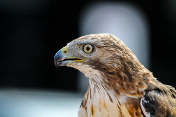 Hawk looking in to the distance