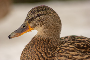 Priozersk, Priozersky District, Leningrad Oblast, Russia. March 2019.
